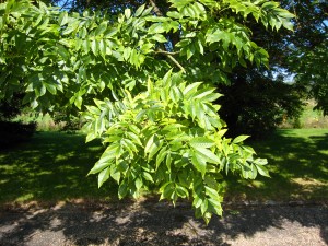 Jesion wyniosły - Fraxinus excelsior