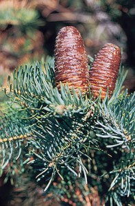 Jodła kalifornijska - Abies concolor