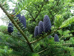 Jodła koreańska - Abies koreana