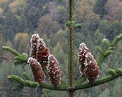 Jodła pospolita - Abies alba