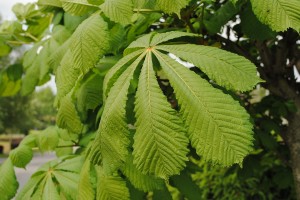 Kasztanowiec zwyczajny - Aesculus hippocastanum