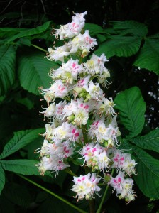 Kasztanowiec zwyczajny - Aesculus hippocastanum