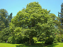 Klon jawor - Acer pseudoplatanus