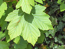 Klon jawor - Acer pseudoplatanus