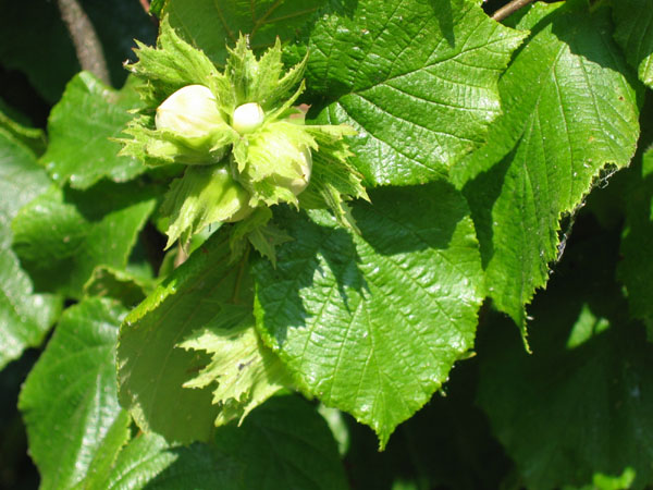 Leszczyna pospolita - Corylus avellana