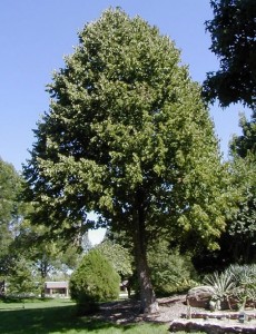 Leszczyna turecka - Corylus columa