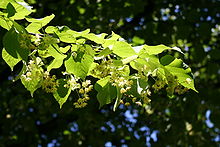 Lipa drobnolistna - Tilia cordata