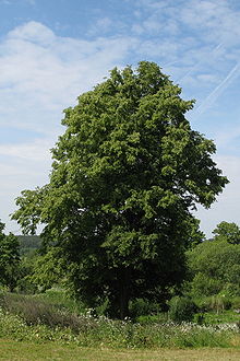 Lipa drobnolistna - Tilia cordata