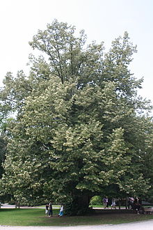 Lipa srebrzysta - Tilia tomentosa