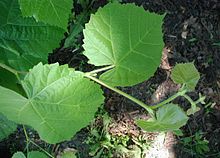 Lipa szerokolistna - Tilia platyphyllos