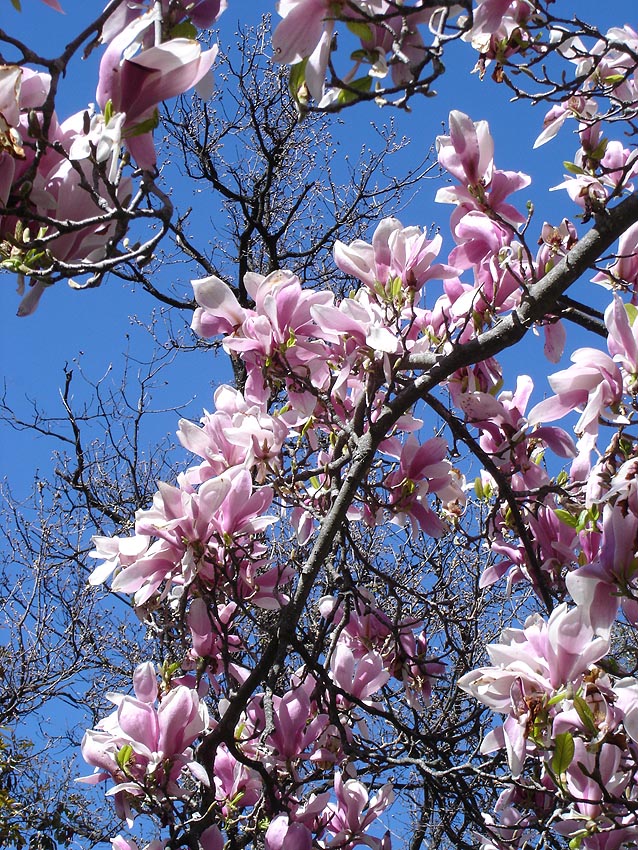 Magnolia pośrednia - Magnolia soulangeana