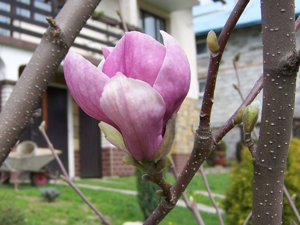 Magnolia pośrednia - Magnolia soulangeana