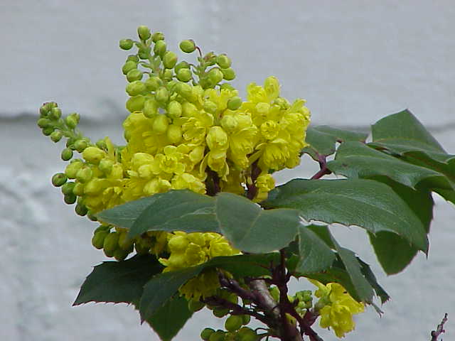 Mahonia ostrolistna - Mahonia aquifolium