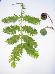 Metasekwoja chińska - Metasequoia glyptostroboides