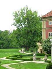 Miłorząb dwuklapowy - Ginkgo biloba