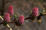 Modrzew europejski - Larix decidua