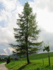 Modrzew europejski - Larix decidua