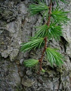 Modrzew japoński - Larix kaempferi