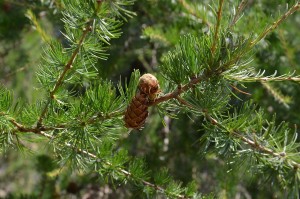 Modrzew polski - Larix polonica