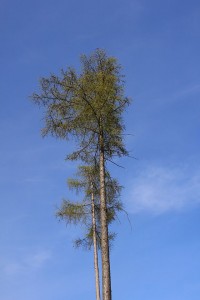 Modrzew polski - Larix polonica