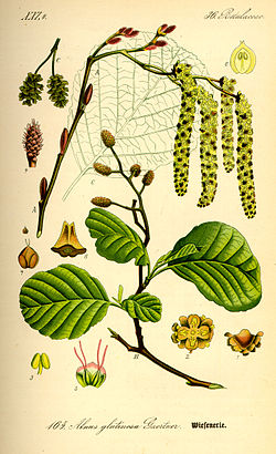 Olsza czarna - Alnus glutinosa