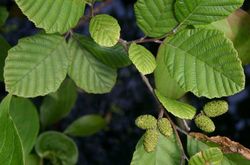 Olsza szara - Alnus incana