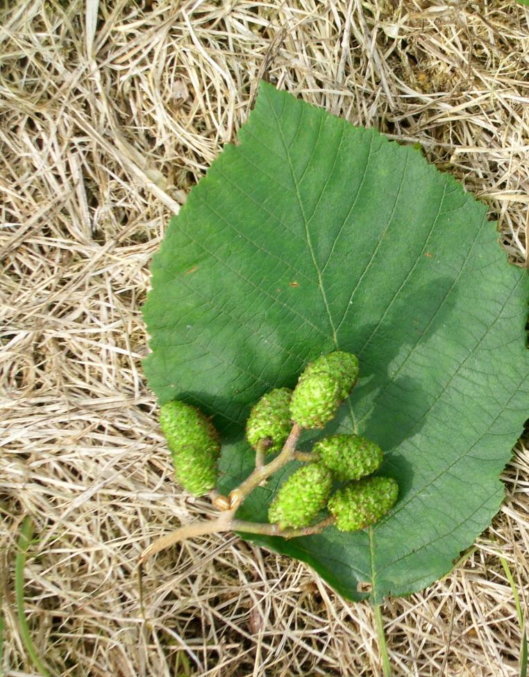 Olsza szara - Alnus incana