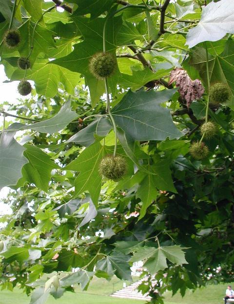 Platan klonolistny - Platanus hispanica