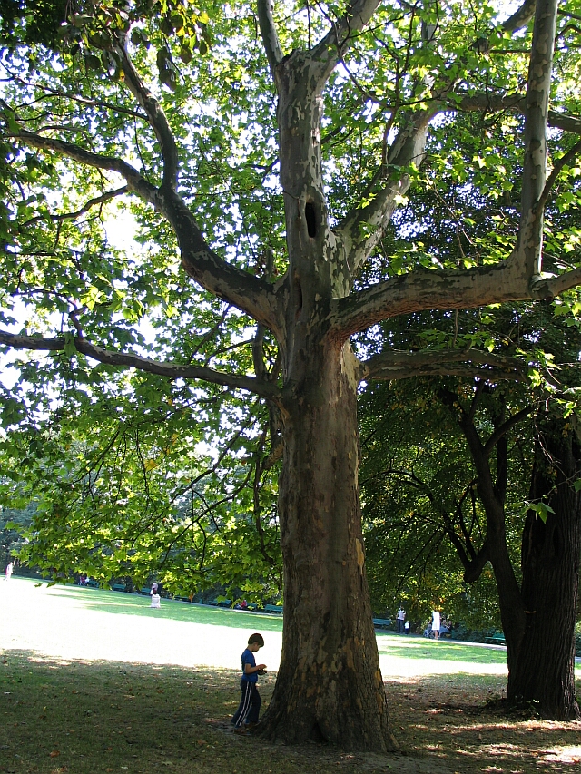 Platan klonolistny - Platanus hispanica