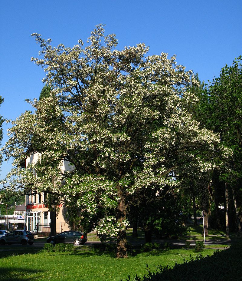 Robinia akacjowa - Robinia pseudoacacia