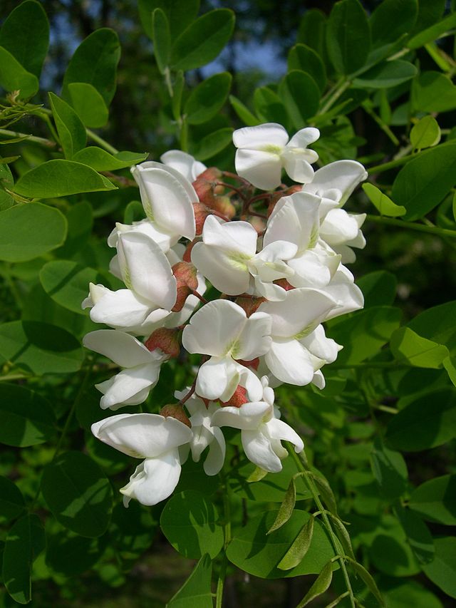 Robinia akacjowa - Robinia pseudoacacia