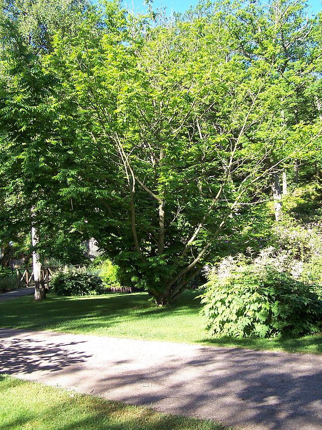 Skrzydłorzech kaukaski - Pterocarya fraxinifolia