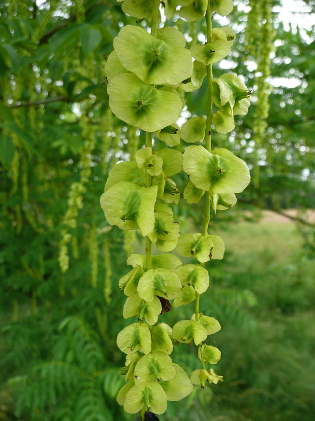 Skrzydłorzech kaukaski - Pterocarya fraxinifolia
