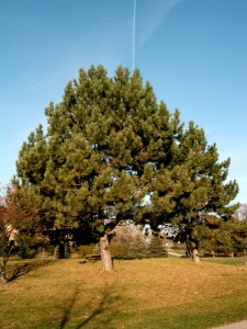 Sosna czarna - Pinus nigra