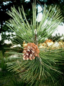 Sosna czarna - Pinus nigra