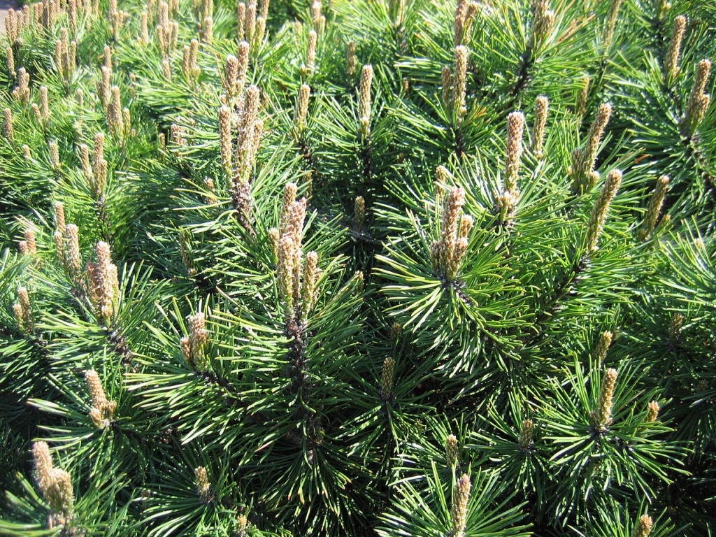 Sosna górska- Pinus mugo