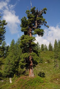 Sosna limba - Pinus cembra