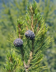 Sosna limba - Pinus cembra