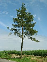 Sosna zwyczajna - Pinus sylvestris