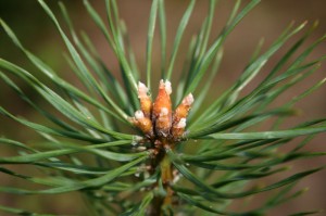 Sosna zwyczajna - Pinus sylvestris