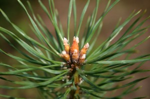 Sosna zwyczajna - Pinus sylvestris