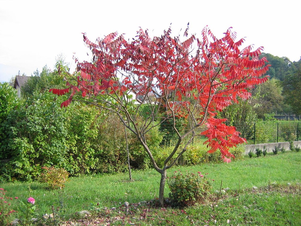 Sumak octowiec - Rhus typhina