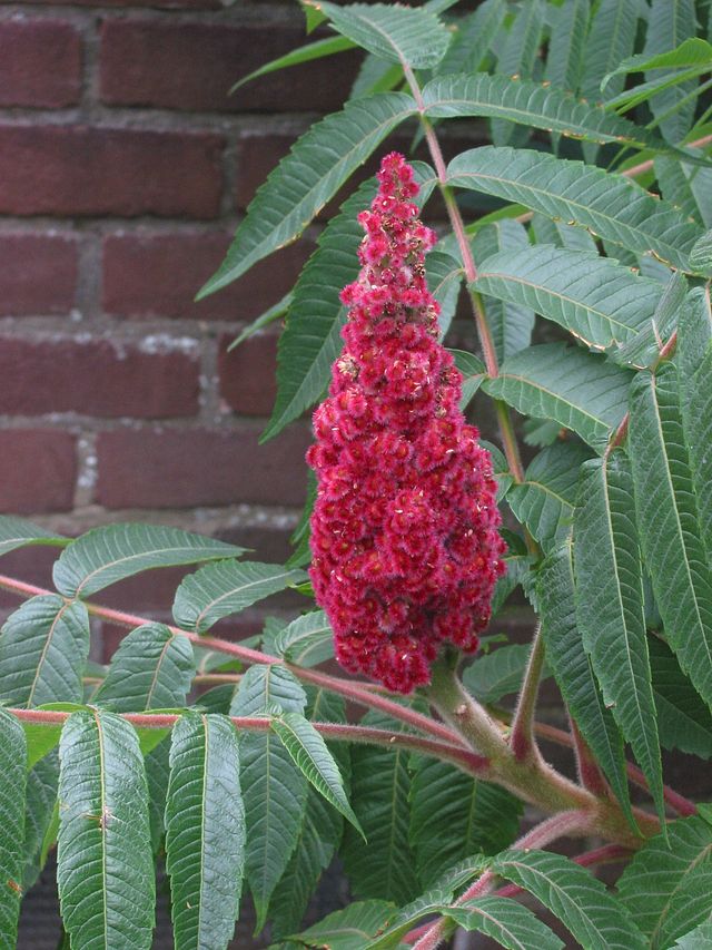 Sumak octowiec - Rhus typhina