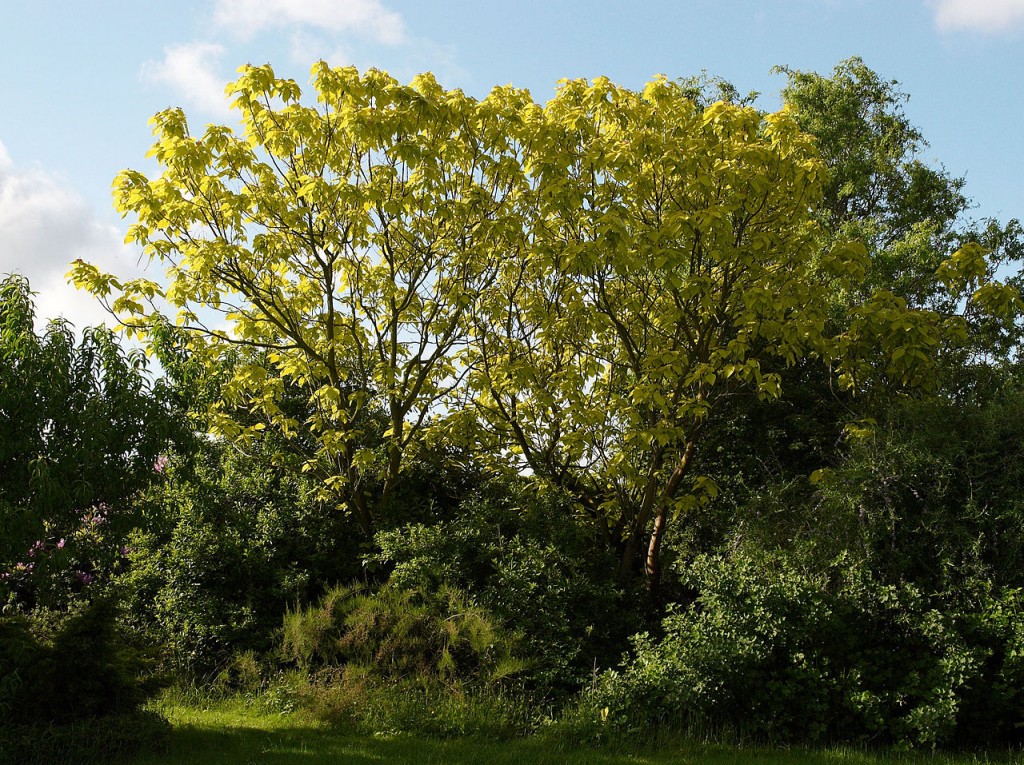 Surmia bignoniowa - Catalpa bignonioides