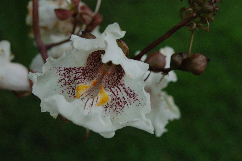 Surmia bignoniowa - Catalpa bignonioides