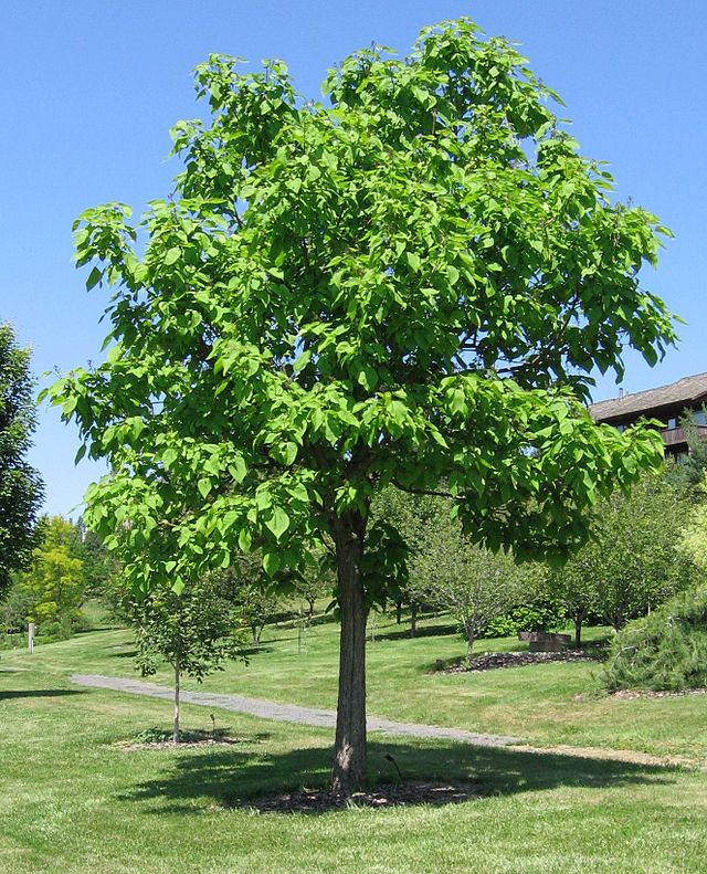 Surmia wielkokwiatowa - Catalpa speciosa