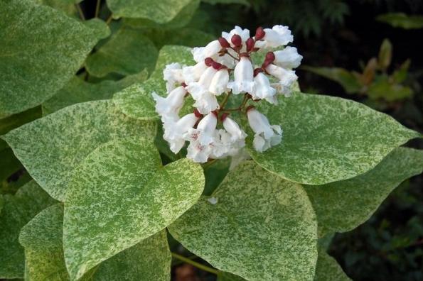 Surmia wielkokwiatowa - Catalpa speciosa