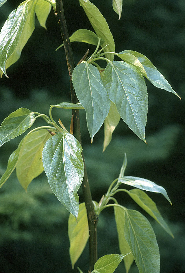 Topola balsamiczna - Populus balsamifera