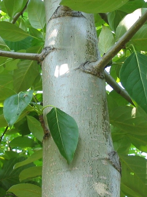 Topola balsamiczna - Populus balsamifera