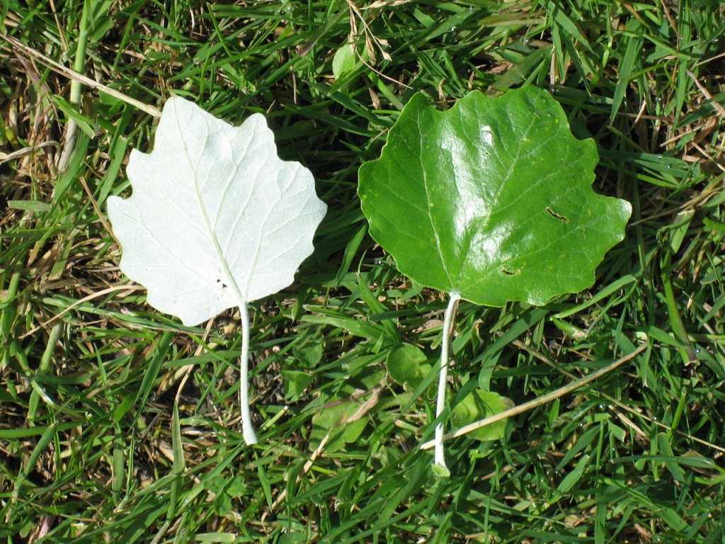 Topola biała - Populus alba